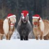 Seasonal