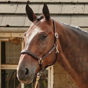 Whitaker Ready to Ride Pre-Oiled Headcollar Black & Havana