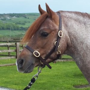 John Whitaker Breeder Havana Headcollar - Small Foal