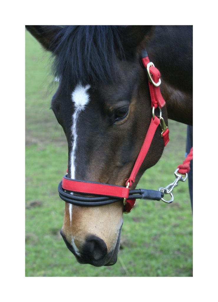 Ezyloader Head Collar Adapter