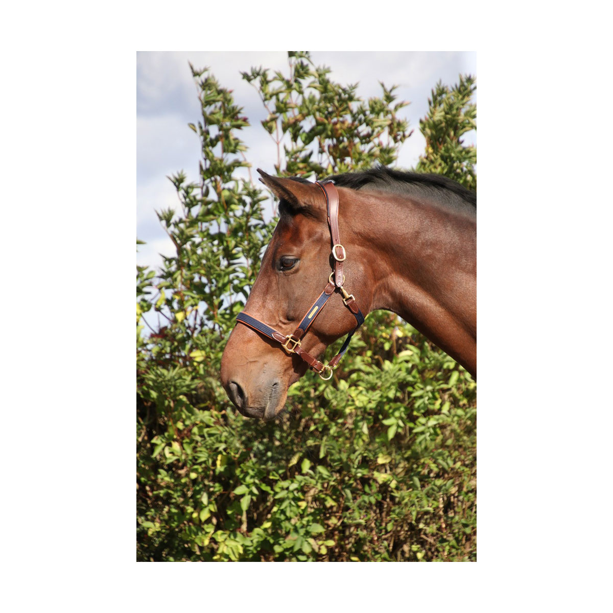 Coldstream Bathan Headcollar (slight seconds) - Image 6
