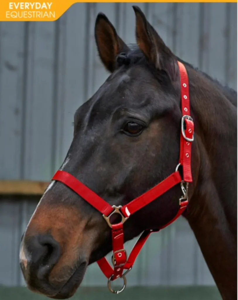 John Whitaker Alex Headcollar Sizes Cob