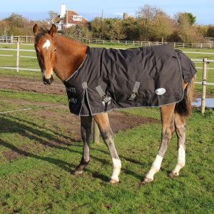 Rhinegold 200g ‘Konig’ Small Pony/Foal Turnout Rug 3'6 to 4'3
