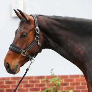 Equilibrium Stellar Style Headcollar various colours