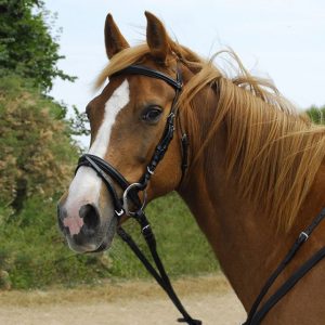 Windsor Leather Bridle With Flash Noseband