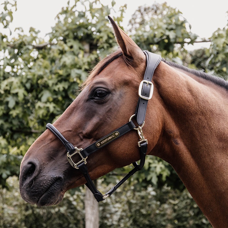 Kentucky Horsewear Anatomic Leather Head Collar