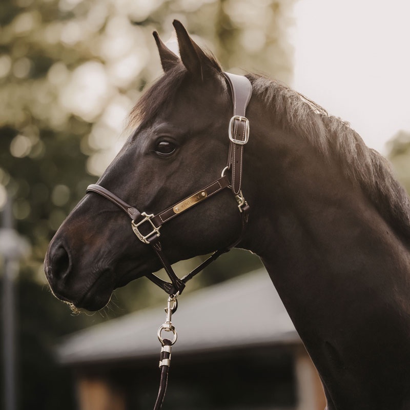 Kentucky Horsewear Anatomic Leather Head Collar - Image 2
