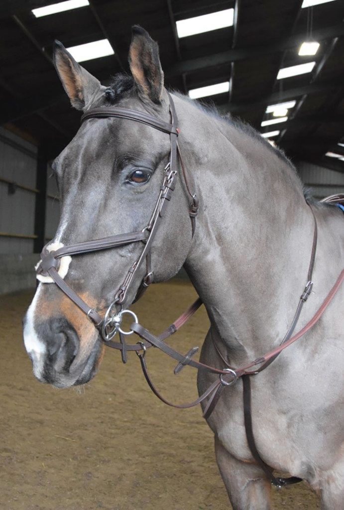 Whitaker Ready to Ride Running Martingale