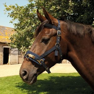 Navy Nylon Lunge Cavesson With Padded Noseband