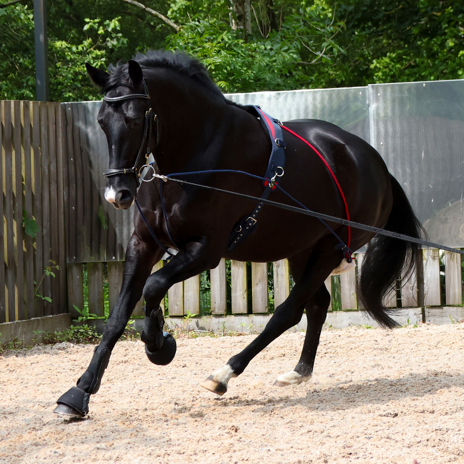 The John Whitaker Training System - Image 4