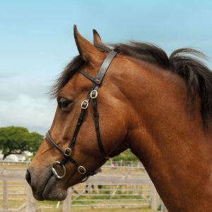 Windsor Leather In-Hand Bridle