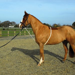 Rhinegold Soft Lunge Aid